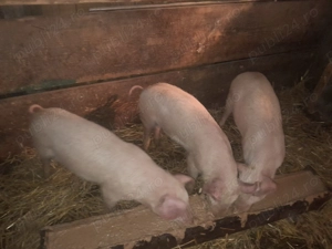 schimb vănd 40 45kg