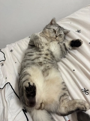 Motănel British Shorthair