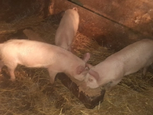  vănd urgent 45kg - imagine 2