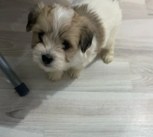 Vand bishonel talie mica 7 saptamani