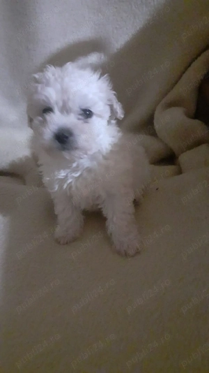 Animale de companie - imagine 5