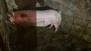 Vând porc  - imagine 3