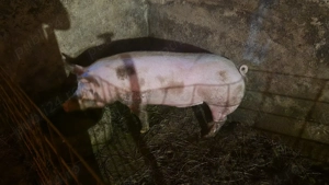 Vând porc  - imagine 2