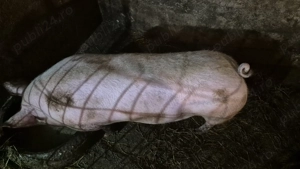 Vând porc  - imagine 4