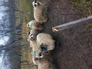 Vand 9 oi și un berbec - imagine 2