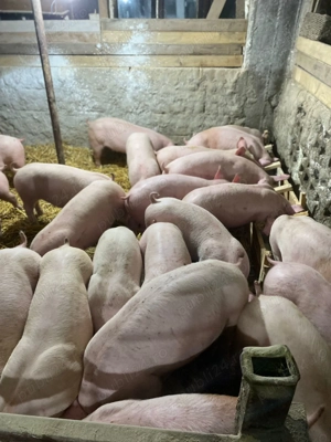 Purcei castrați @ scrofite reproducere 40 50kg - imagine 3