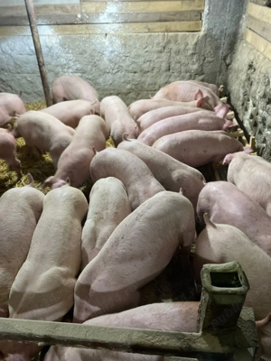 Purcei calitate garantata landras duroc marele alb