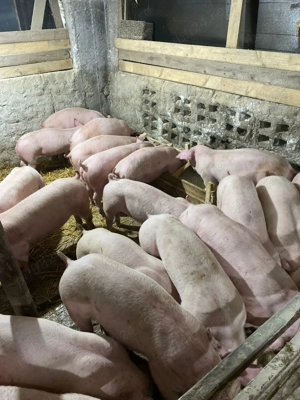 Purcei calitate garantata landras duroc marele alb - imagine 5