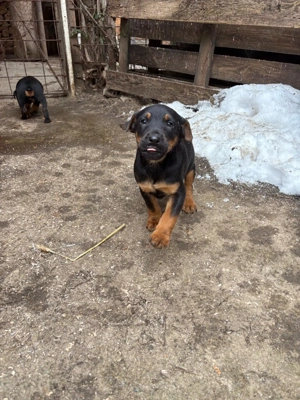 Catei Jagdterrier - imagine 4