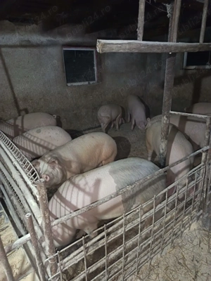 Vand porci de carne - imagine 3