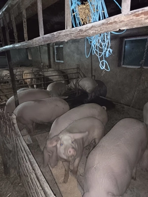 Vand porci de carne - imagine 2