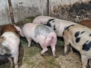 Vând porci de casa de la 140 kg la 180 kg  - imagine 2