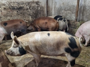 Vând porci de casa de la 140 kg la 180 kg  - imagine 4