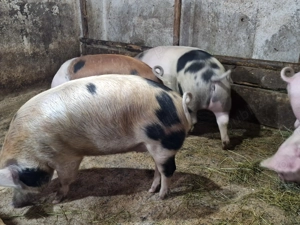 Vând porci de casa de la 140 kg la 180 kg  - imagine 5