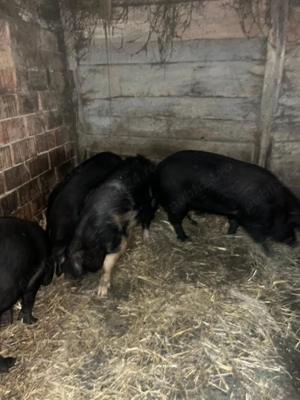 Vând trei porci  - imagine 4