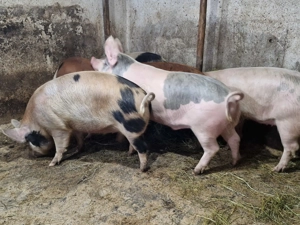Vând porci de casa de la 140 kg la 180 kg  - imagine 3
