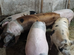 Vând porci de casa de la 140 kg la 180 kg 