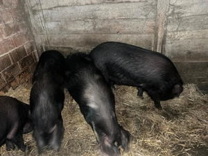 Vând trei porci  - imagine 2