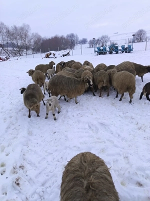 vand oi cu miei - imagine 2