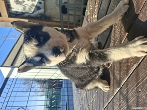 Puiuti huski superbi - imagine 2