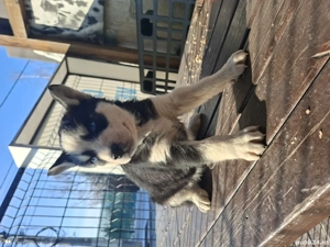 Puiuti huski superbi - imagine 4