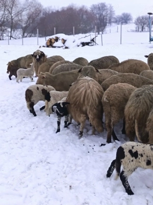 vand oi cu miei - imagine 4