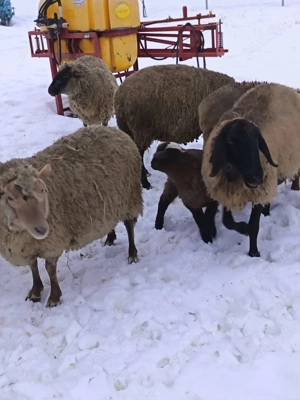 vand oi cu miei - imagine 5