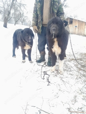 Vand câini rasa ciobănesc corb - imagine 4