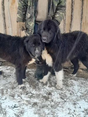 Vand câini rasa ciobănesc corb