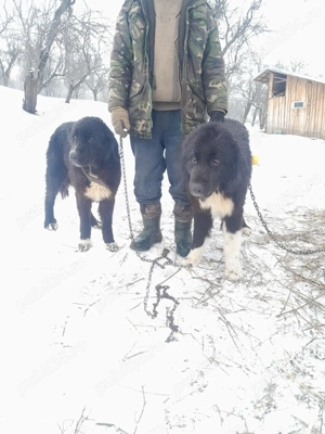 Vand câini rasa ciobănesc corb - imagine 3