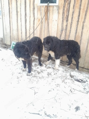 Vand câini rasa ciobănesc corb - imagine 5