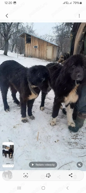 Vand câini rasa ciobănesc corb - imagine 2