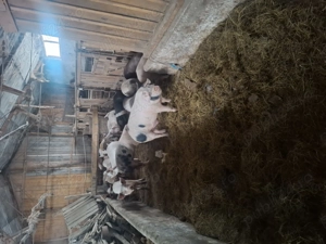 vand soldani 60 80 de kg - imagine 2