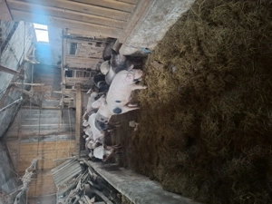 vand soldani 60 80 de kg - imagine 3