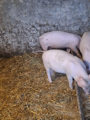 purcei de vanzare - imagine 2