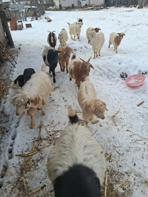 capre adulte si tinere