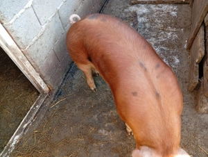 Duroc -pietrain 115-120 kg  - imagine 2