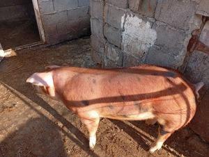 Duroc -pietrain 115-120 kg 