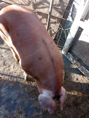 Duroc -pietrain 115-120 kg  - imagine 3