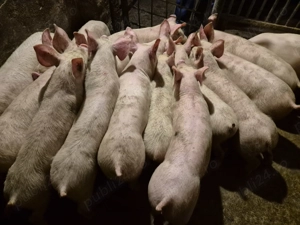 Șoldănei Pick de 3luni - imagine 3