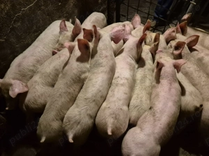 Șoldănei Pick de 3luni - imagine 5