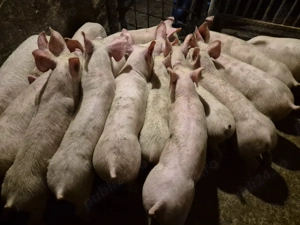 Șoldănei Pick de 3luni - imagine 4