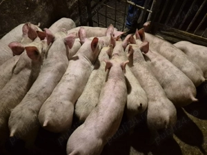 Șoldănei Pick de 3luni - imagine 9