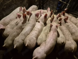 Șoldănei Pick de 3luni