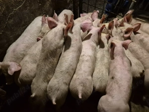 Șoldănei Pick de 3luni - imagine 8