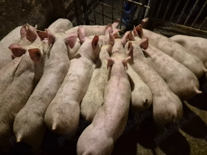 Șoldănei Pick de 3luni - imagine 6