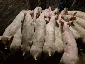 Șoldănei Pick de 3luni - imagine 7