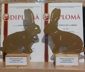 iepuri Uriaș German Gri și California  - imagine 4