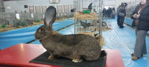 iepuri Uriaș German Gri și California  - imagine 3