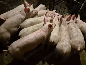 Șoldănei rasă de Carne Pick de 3 luni - imagine 3